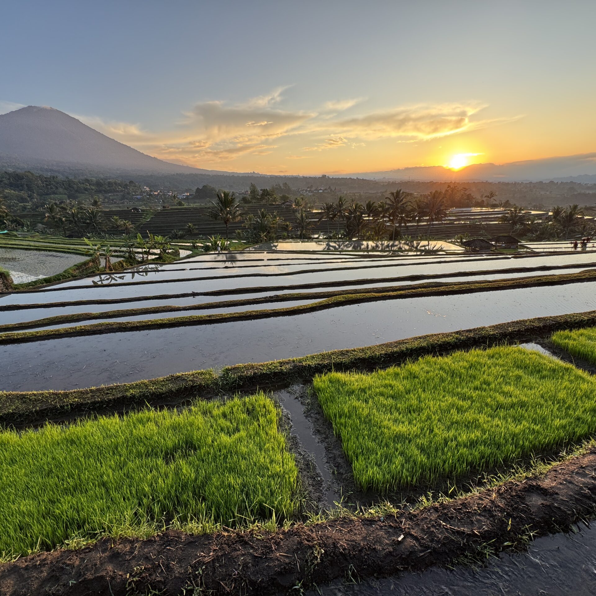 Jatiluwih Unesco Rice Terrace